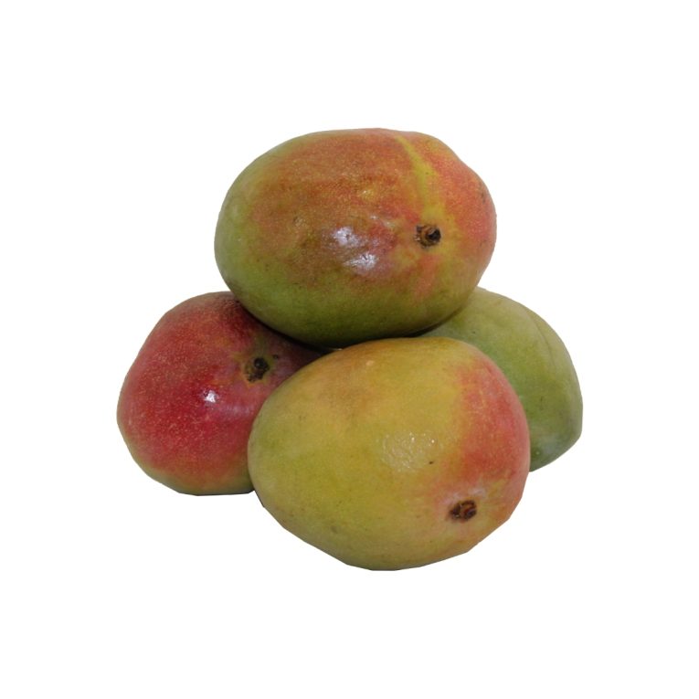 2010 Mango Kent kg.